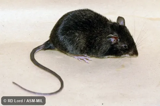 Captured in Venezuela, Aragua state, Henri Pittier National Park. Captured in Venezuela, Aragua state, Henri Pittier National Park.