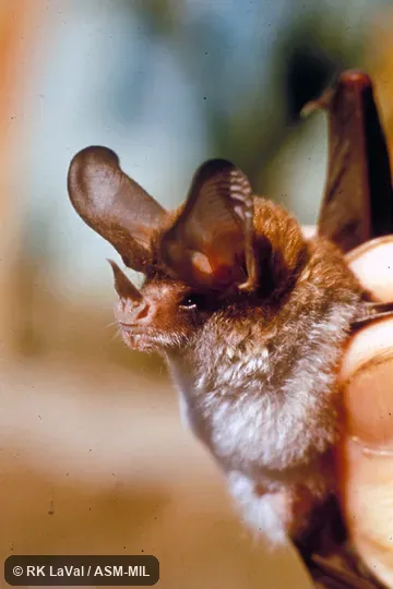 Close-up of head, oblique view. Also as White-bellied Big-eared Bat. Close-up of head, oblique view. Also as White-bellied Big-eared Bat.