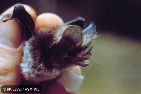 Close-up of head, side view Close-up of head, side view