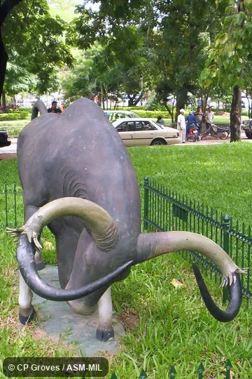 Statue of adult male showing distal splitting of horns. Also as Gray Ox|Indochinese Forest Ox. Statue of adult male showing distal splitting of horns. Also as Gray Ox|Indochinese Forest Ox.
