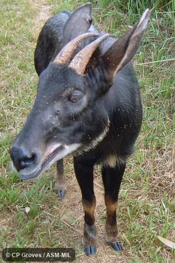 Formerly Capricornis milneedwardsi maritimus, Chinese Serow. Also as Capricornis maritimus, Indochinese Serow. Formerly Capricornis milneedwardsi maritimus, Chinese Serow. Also as Capricornis maritimus, Indochinese Serow.