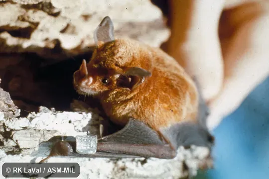 Oblique view, showing face. Also as Yellow-throated Bat|Yellow-throated Big-eared Bat. Oblique view, showing face. Also as Yellow-throated Bat|Yellow-throated Big-eared Bat.