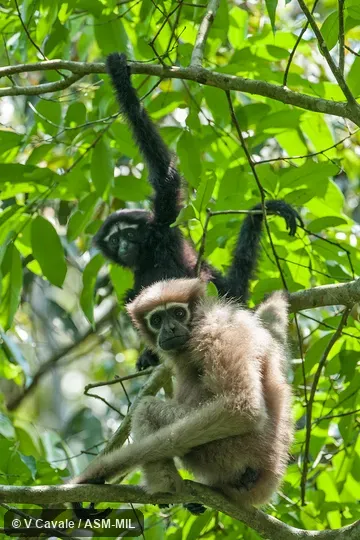 Formerly as Bunopithecus hoolock. Adult female. Also as Hoolock Gibbon|Western White-browed Gibbon. Formerly as Bunopithecus hoolock. Adult female. Also as Hoolock Gibbon|Western White-browed Gibbon.