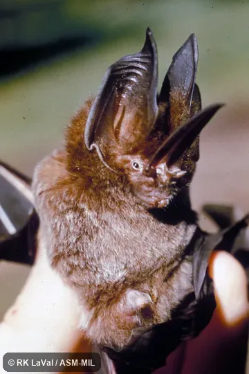 Close-up ventral view of head and body. Also as Tomes's Sword-nosed Bat. Close-up ventral view of head and body. Also as Tomes's Sword-nosed Bat.