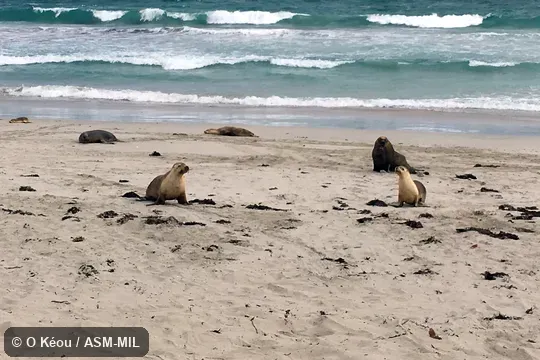 Adult male and female. Also as Australian Sealion|Counselor Seal|Hair Seal|White-capped Sea Lion|White-necked Sea Lion. Adult male and female. Also as Australian Sealion|Counselor Seal|Hair Seal|White-capped Sea Lion|White-necked Sea Lion.