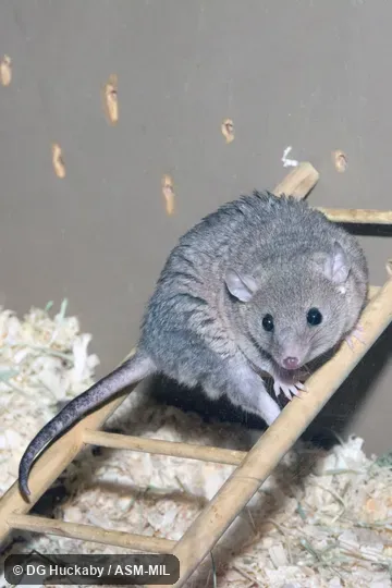 Also as Brazilian Bare-tailed Opossum|Brazilian Gray Short-tailed Opossum|Gray Opossum|Gray-faced Opossum|Laboratory Opossum|Plain Bare Tail|Short Bare-tailed Opossum|Short-tailed Opossum. Also as Brazilian Bare-tailed Opossum|Brazilian Gray Short-tailed Opossum|Gray Opossum|Gray-faced Opossum|Laboratory Opossum|Plain Bare Tail|Short Bare-tailed Opossum|Short-tailed Opossum.