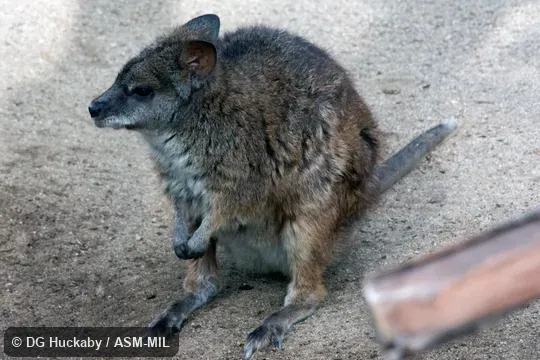 Formerly Macropus parma. Also as White-throated Wallaby. Formerly Macropus parma. Also as White-throated Wallaby.
