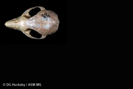 Specimen taken at Chile, Bío-Bío region, Valle Hermoso, near Rio de la Polcura, 37.12 S, 71.23 W, 1500 m, January 2005. California State University, Northridge #1893. Formerly Dromiciops gliroides. Specimen taken at Chile, Bío-Bío region, Valle Hermoso, near Rio de la Polcura, 37.12 S, 71.23 W, 1500 m, January 2005. California State University, Northridge #1893. Formerly Dromiciops gliroides.