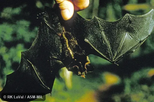 Dorsal view of hand-held bat, wings extended. Formerly Mimon crenulatum keenani, Striped Hairy-nosed Bat. Dorsal view of hand-held bat, wings extended. Formerly Mimon crenulatum keenani, Striped Hairy-nosed Bat.