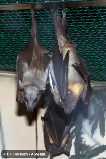 Also as Pale Xantharpy|Straw-colored Flying Fox|Straw-colored Fruit Bat. Also as Pale Xantharpy|Straw-colored Flying Fox|Straw-colored Fruit Bat.
