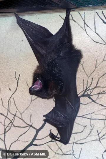 Also as Golden Bat of Rodrigues|Rodrigues Fruit Bat. Also as Golden Bat of Rodrigues|Rodrigues Fruit Bat.