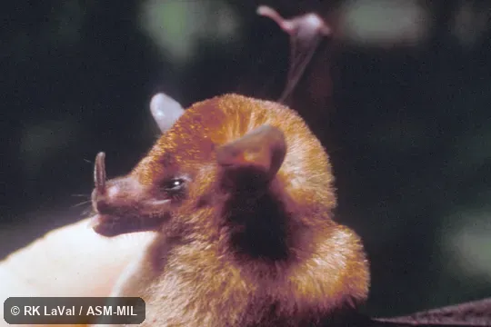 Close-up of head, side view. Also as Big Nectar Bat. Close-up of head, side view. Also as Big Nectar Bat.