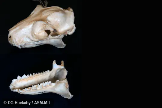 LACM 096086. No data. Blone Clone. Also as Philippine Flying Lemur. LACM 096086. No data. Blone Clone. Also as Philippine Flying Lemur.