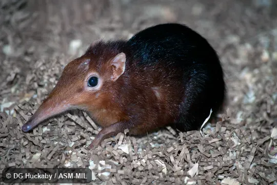 Identified by Galen Rathbun. Also as Black-and-rufous Elephant-shrew|Peters's Sengi|Peters's Elephant-shrew|Zanj Sengi|Zanj Elephant-shrew. Identified by Galen Rathbun. Also as Black-and-rufous Elephant-shrew|Peters's Sengi|Peters's Elephant-shrew|Zanj Sengi|Zanj Elephant-shrew.