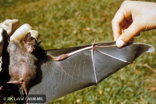 Ventral view, one wing extended. Also as Spear-nosed Bat. Ventral view, one wing extended. Also as Spear-nosed Bat.