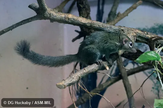 Also as Chinese Treeshrew. Also as Chinese Treeshrew.