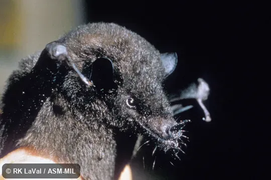 Close-up of head, oblique view Close-up of head, oblique view