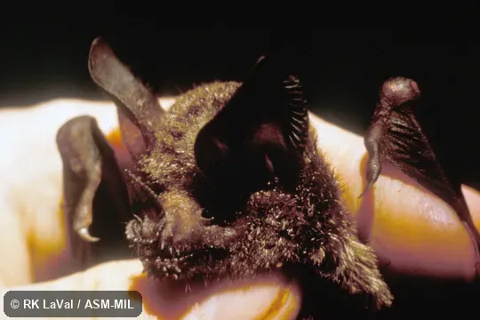 Close-up of face, oblique view. Formerly Trachops cirrhosus coffini, Fringe-lipped Bat. Also as Frog-eating Bat. Close-up of face, oblique view. Formerly Trachops cirrhosus coffini, Fringe-lipped Bat. Also as Frog-eating Bat.