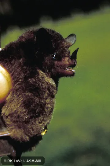 Close-up of head and side of body Close-up of head and side of body