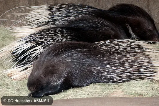Also as White-tailed Porcupine. Also as White-tailed Porcupine.