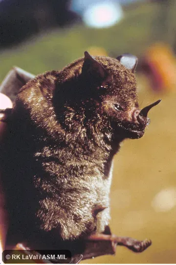 Close-up ventro-lateral view of head and body. Also as Common Short-tailed Bat. Close-up ventro-lateral view of head and body. Also as Common Short-tailed Bat.