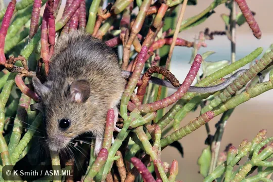 Adult resting on Salicornia pacifica, its preferred vegetation. Adult resting on Salicornia pacifica, its preferred vegetation.