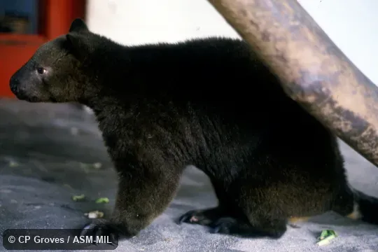 Also as Unicolored Tree Kangaroo. Also as Unicolored Tree Kangaroo.