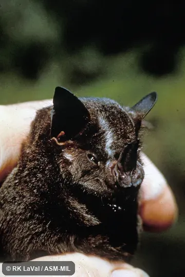 Frontal, close-up view of head. Formerly Artibeus aztecus. Frontal, close-up view of head. Formerly Artibeus aztecus.
