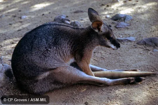 Formerly Macropus dorsalis. Also as Scrub Wallaby. Formerly Macropus dorsalis. Also as Scrub Wallaby.