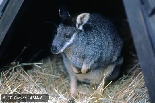 Formerly Macropus irma. Also as Black-gloved Wallaby|Kwoora. Formerly Macropus irma. Also as Black-gloved Wallaby|Kwoora.