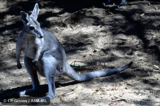 Formerly Onychogalea fraenata. Also as Bridled Wallaby|Flashjack|Merrin|Waistcoat Wallaby. Formerly Onychogalea fraenata. Also as Bridled Wallaby|Flashjack|Merrin|Waistcoat Wallaby.