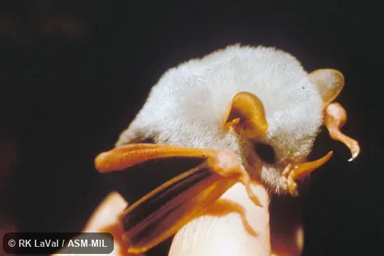 Oblique close-up of head. Also as White Bat. Oblique close-up of head. Also as White Bat.
