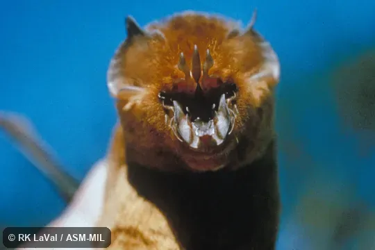 Frontal, close-up view of head. Formerly in Hipposideridae. Formerly Triaenops persicus afer. Also as Chewbacca Bat. Frontal, close-up view of head. Formerly in Hipposideridae. Formerly Triaenops persicus afer. Also as Chewbacca Bat.