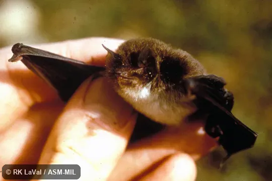 Oblique view, showing face and discs Oblique view, showing face and discs