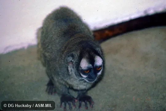 Formerly in Cebidae. Also as Colombian Night Monkey|Gray-bellied Night Monkey|Lemurine Owl Monkey. Formerly in Cebidae. Also as Colombian Night Monkey|Gray-bellied Night Monkey|Lemurine Owl Monkey.