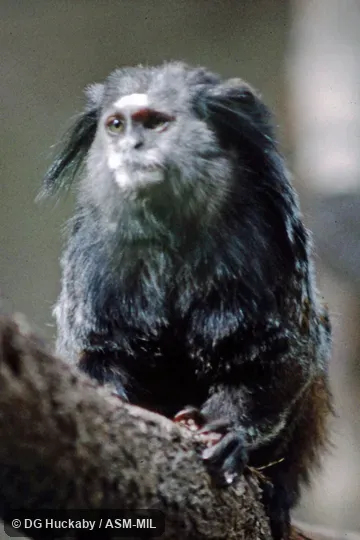 Also as Wied's Black-tufted-ear Marmoset. Formerly Cebidae (Callitrichinae). Also as Wied's Black-tufted-ear Marmoset. Formerly Cebidae (Callitrichinae).