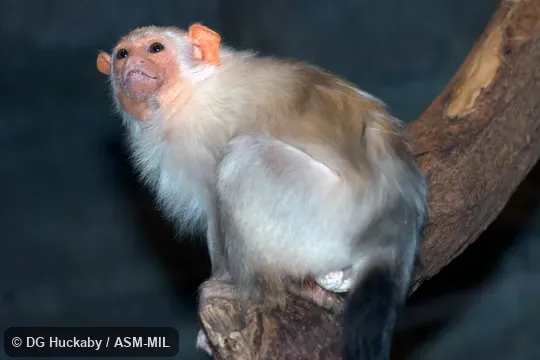 Formerly Callithrix argentata. Formerly Cebidae (Callitrichinae). Formerly Callithrix argentata. Formerly Cebidae (Callitrichinae).