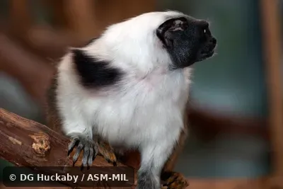 Also as Brazilian Bare-faced Tamarin|Pied Tamarin. Formerly Cebidae (Callitrichinae). Also as Brazilian Bare-faced Tamarin|Pied Tamarin. Formerly Cebidae (Callitrichinae).