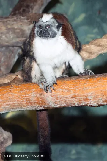 Also as Red-crested Bare-face Tamarin|Rufous-naped Tamarin. Formerly Cebidae (Callitrichinae). Also as Red-crested Bare-face Tamarin|Rufous-naped Tamarin. Formerly Cebidae (Callitrichinae).
