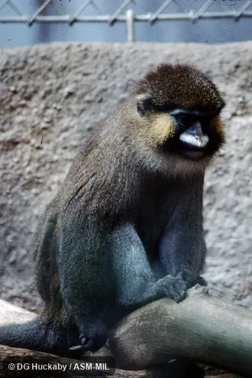 Also as Moustached Guenon. Also as Moustached Guenon.