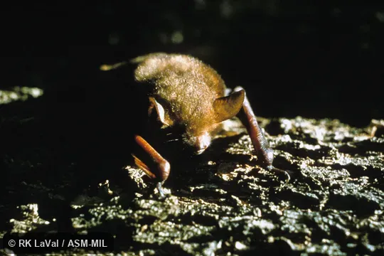 Close-up front view. Also as Cape Hairy Bat|Cape Myotis|Temminck's Hairy Bat|Temminck's Mouse-eared Bat|Three-colored Bat. Close-up front view. Also as Cape Hairy Bat|Cape Myotis|Temminck's Hairy Bat|Temminck's Mouse-eared Bat|Three-colored Bat.