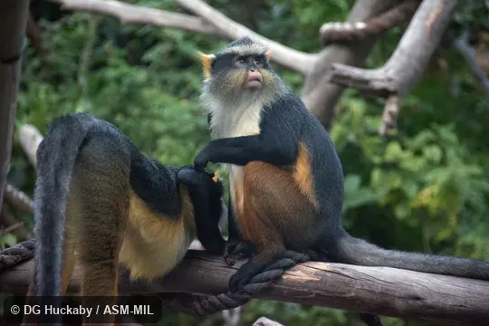 Also as Wolf's Guenon|Wolf's Mona. Also as Wolf's Guenon|Wolf's Mona.