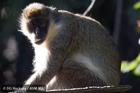 Also as Callithrix Monkey|Grass Monkey|Mangrove Monkey. Also as Callithrix Monkey|Grass Monkey|Mangrove Monkey.