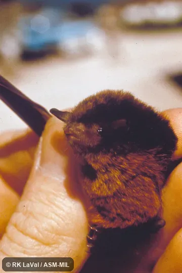 Close-up, oblique view of head and body. Formerly Myotis keaysi pilosatibialis. Paratype and topotype. Close-up, oblique view of head and body. Formerly Myotis keaysi pilosatibialis. Paratype and topotype.