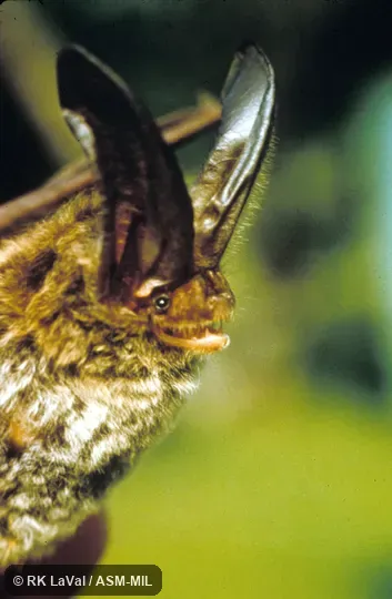 Close-up of head, oblique view Close-up of head, oblique view