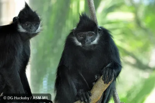 Also as Black Leaf Monkey|François's Leaf Monkey|Tonkin Leaf Monkey|White Side-burned Black Langur. Also as Black Leaf Monkey|François's Leaf Monkey|Tonkin Leaf Monkey|White Side-burned Black Langur.