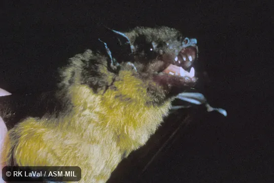 Close-up of head, oblique view. Also as Green House Bat|Lesser Yellow House Bat. Close-up of head, oblique view. Also as Green House Bat|Lesser Yellow House Bat.
