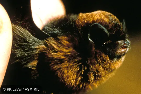 Close-up of head, oblique view. Also as Lesser Bent-winged Bat. Formerly in Vespertilionidae. Close-up of head, oblique view. Also as Lesser Bent-winged Bat. Formerly in Vespertilionidae.