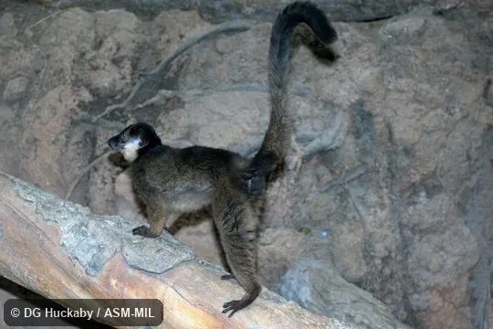 Also as Collared Brown Lemur|Red-collared Lemur. Also as Collared Brown Lemur|Red-collared Lemur.