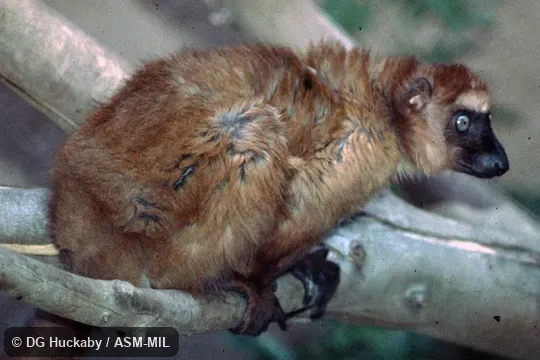 Adult female. Formerly Eulemur macaco flavifrons, Black Lemur. Also as Sclater's Black Lemur|Sclater's Lemur. Adult female. Formerly Eulemur macaco flavifrons, Black Lemur. Also as Sclater's Black Lemur|Sclater's Lemur.